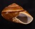 ダイオウマイマイ Ryssota otaheitanafig.2