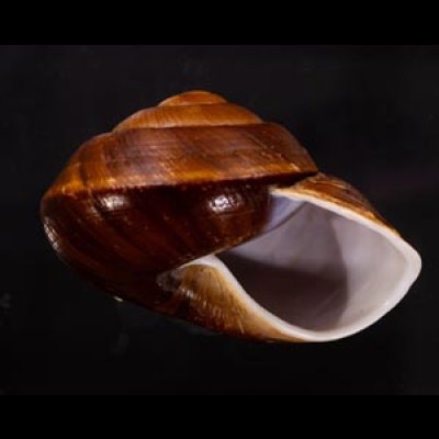 ダイオウマイマイ Ryssota otaheitanafig.2
