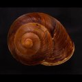ダイオウマイマイ