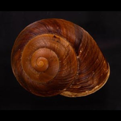 ダイオウマイマイ Ryssota otaheitanafig.1