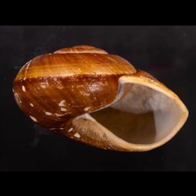 ダイオウマイマイ Ryssota otaheitanafig.2