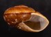 ダイオウマイマイ Ryssota otaheitanafig.2