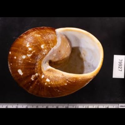 ダイオウマイマイ Ryssota otaheitanafig.3