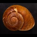 ダイオウマイマイ