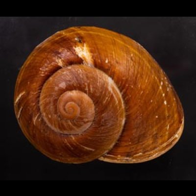 ダイオウマイマイ Ryssota otaheitanafig.1