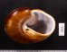 ダイオウマイマイ Ryssota otaheitanafig.3