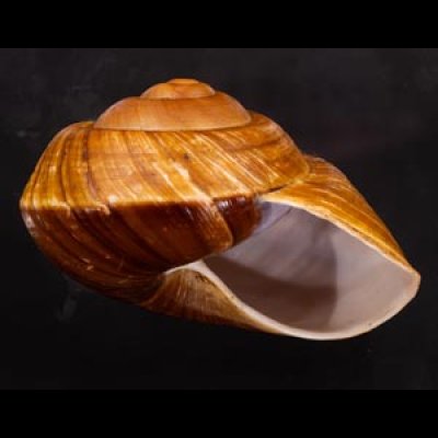 ダイオウマイマイ Ryssota otaheitanafig.2