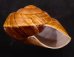 ダイオウマイマイ Ryssota otaheitanafig.2