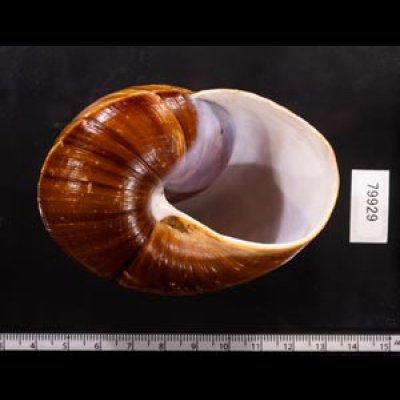 ダイオウマイマイ Ryssota otaheitanafig.3