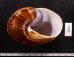 ダイオウマイマイ Ryssota otaheitanafig.3