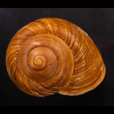 ダイオウマイマイ Ryssota otaheitanafig.1