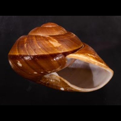ダイオウマイマイ Ryssota otaheitanafig.2