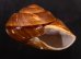 ダイオウマイマイ Ryssota otaheitanafig.2