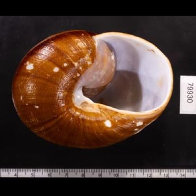 ダイオウマイマイ Ryssota otaheitanafig.3