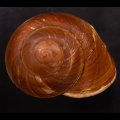 ダイオウマイマイ