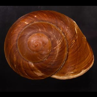 ダイオウマイマイ Ryssota otaheitanafig.1