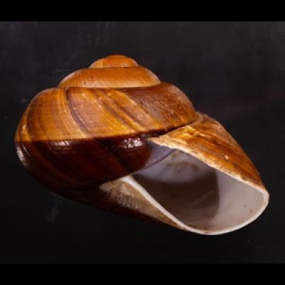 ダイオウマイマイ Ryssota otaheitanafig.2