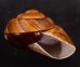 ダイオウマイマイ Ryssota otaheitanafig.2