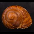 ダイオウマイマイ