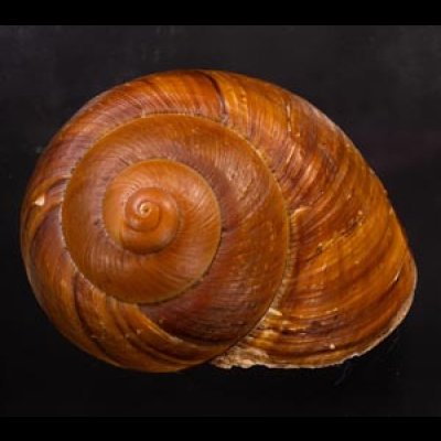 ダイオウマイマイ Ryssota otaheitanafig.1