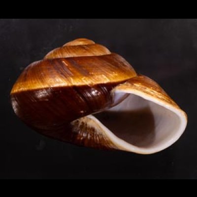 ダイオウマイマイ Ryssota otaheitanafig.2