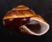 ダイオウマイマイ Ryssota otaheitanafig.2