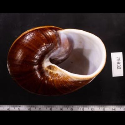 ダイオウマイマイ Ryssota otaheitanafig.3