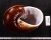 ダイオウマイマイ Ryssota otaheitanafig.3