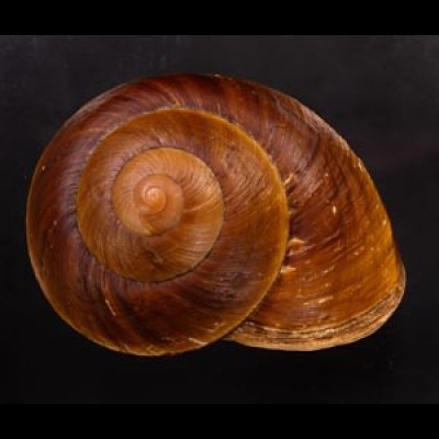 ダイオウマイマイ Ryssota otaheitanafig.1