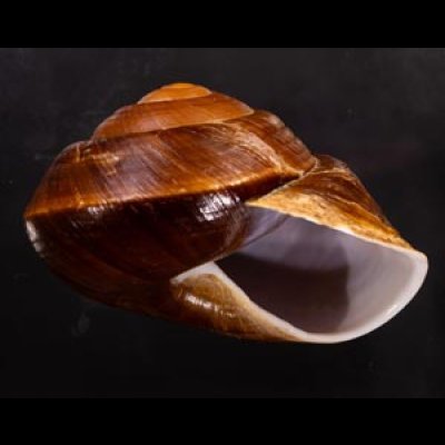 ダイオウマイマイ Ryssota otaheitanafig.2