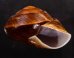 ダイオウマイマイ Ryssota otaheitanafig.2