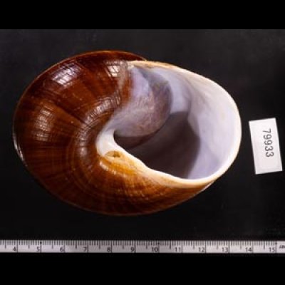 ダイオウマイマイ Ryssota otaheitanafig.3