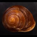 ダイオウマイマイ