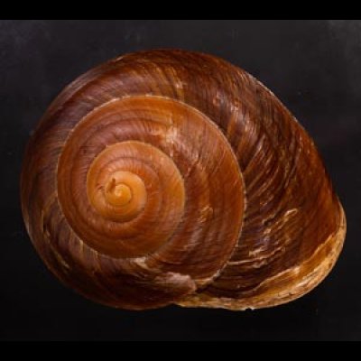 ダイオウマイマイ Ryssota otaheitanafig.1