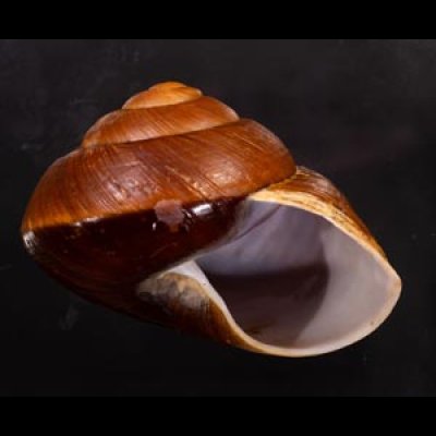 ダイオウマイマイ Ryssota otaheitanafig.2