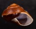 ダイオウマイマイ Ryssota otaheitanafig.2
