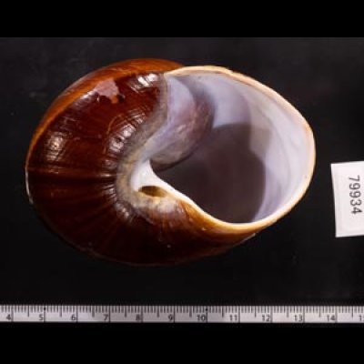 ダイオウマイマイ Ryssota otaheitanafig.3