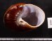 ダイオウマイマイ Ryssota otaheitanafig.3
