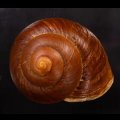 ダイオウマイマイ
