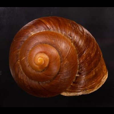 ダイオウマイマイ Ryssota otaheitanafig.1