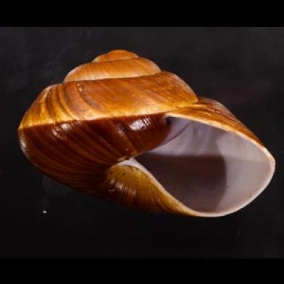 ダイオウマイマイ Ryssota otaheitanafig.2