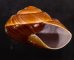 ダイオウマイマイ Ryssota otaheitanafig.2