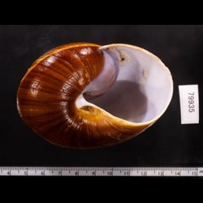 ダイオウマイマイ Ryssota otaheitanafig.3