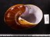 ダイオウマイマイ Ryssota otaheitanafig.3