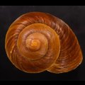 ダイオウマイマイ