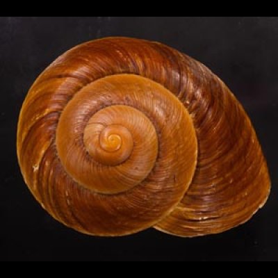 ダイオウマイマイ Ryssota otaheitanafig.1