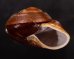 ダイオウマイマイ Ryssota otaheitanafig.2