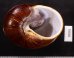 ダイオウマイマイ Ryssota otaheitanafig.3