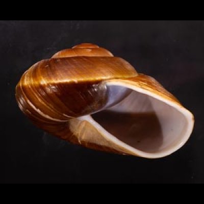 ダイオウマイマイ Ryssota otaheitanafig.2