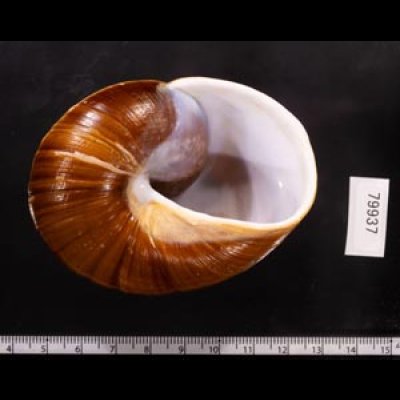 ダイオウマイマイ Ryssota otaheitanafig.3